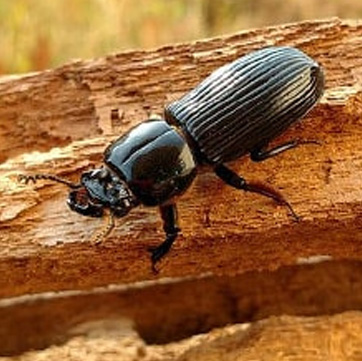 Wood borer max pest Control services in bangladesh